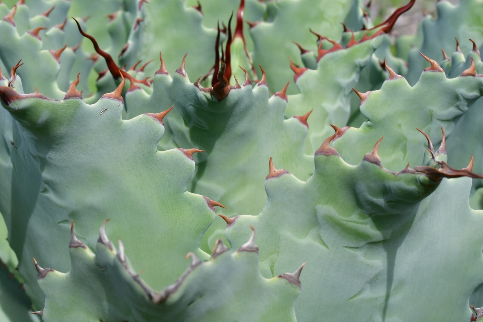 Agave potatorum